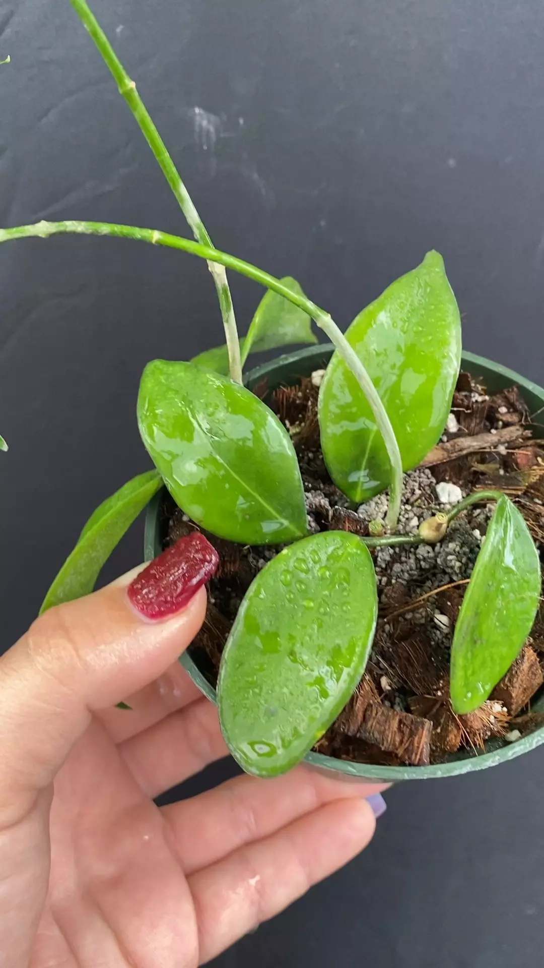 plant/Hoya globulifera IML 1710 (former H. rubida) (4″ pot)-0
