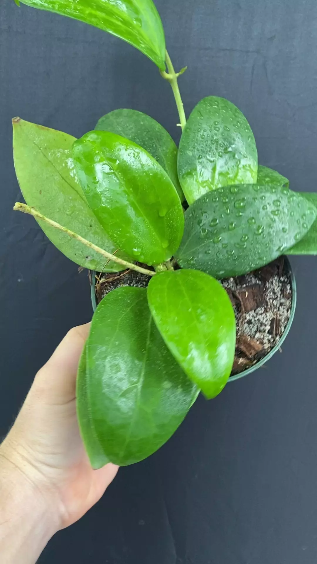 plant/Hoya NOID (thick leaf)-0