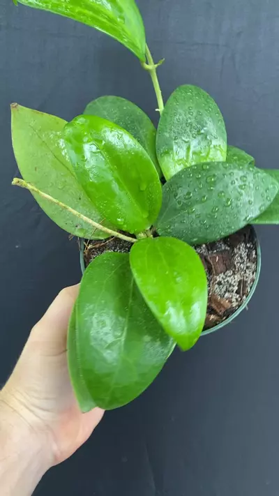 plant/Hoya NOID (thick leaf)-0-thumbnail