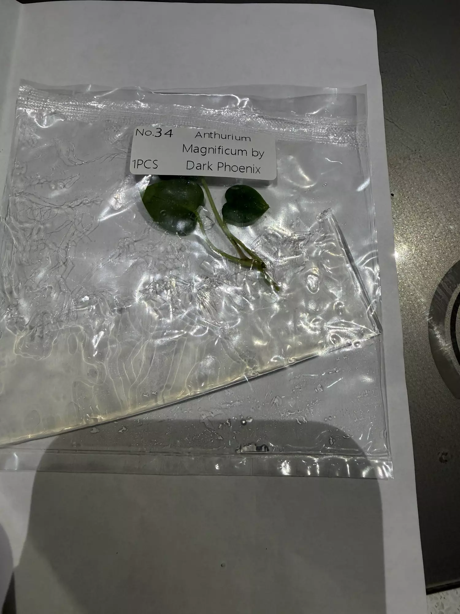 plant/Anthurium mag x dark phoenix -0
