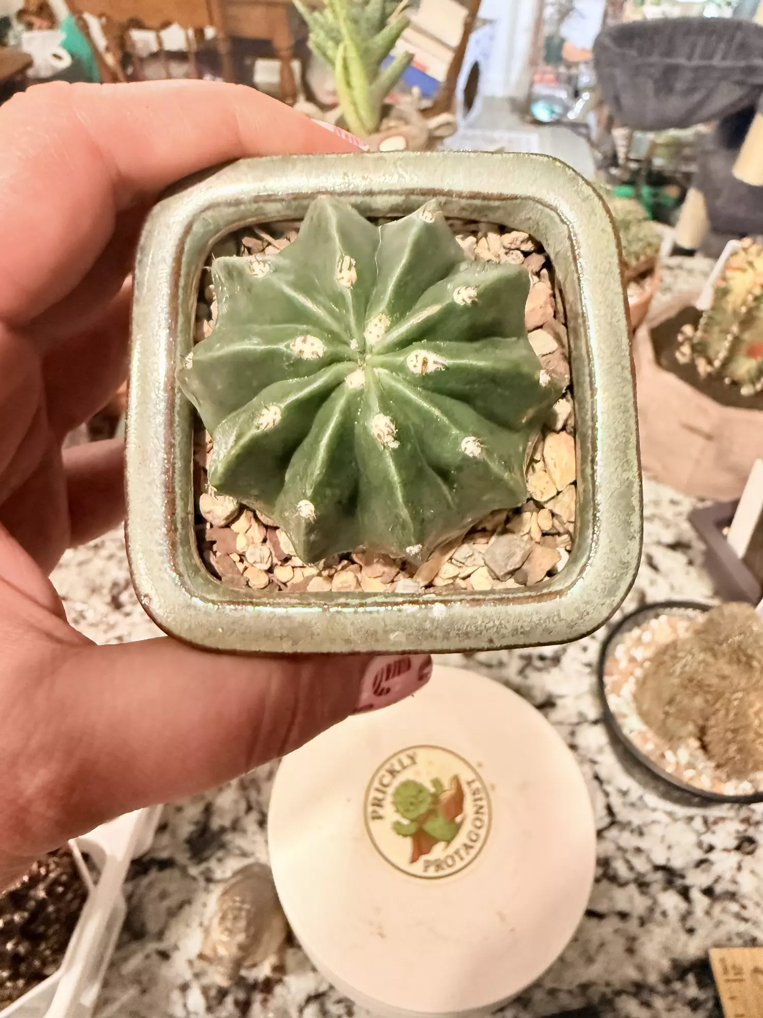 plant/0107 Inermis Melocactus-0