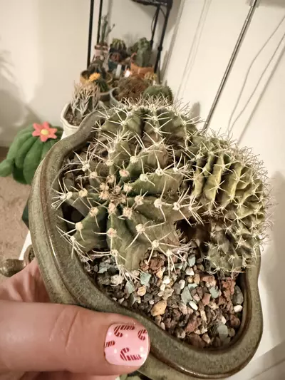 plant/Large Crested Gymnocalycium Cluster-1-thumbnail