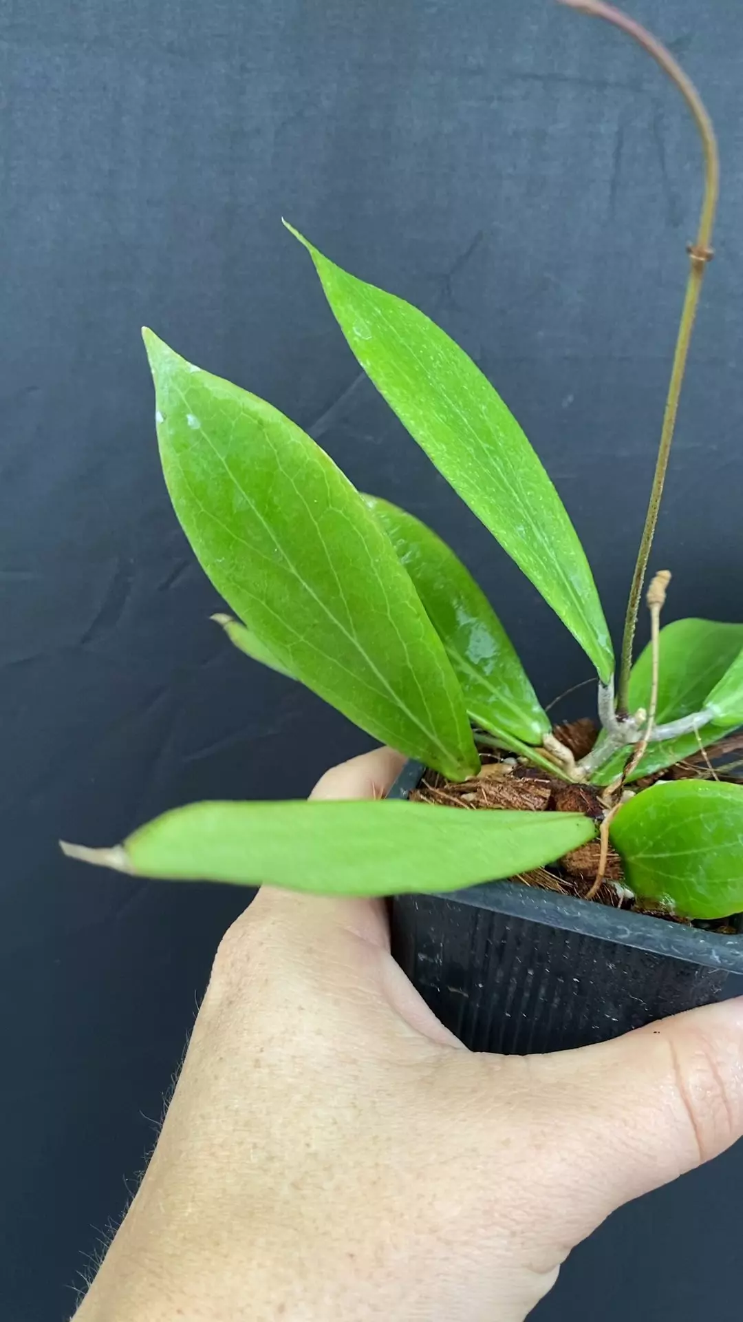 plant/Hoya camphorifolia-0