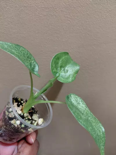 plant/Alocasia Culcullata Mint-1-thumbnail