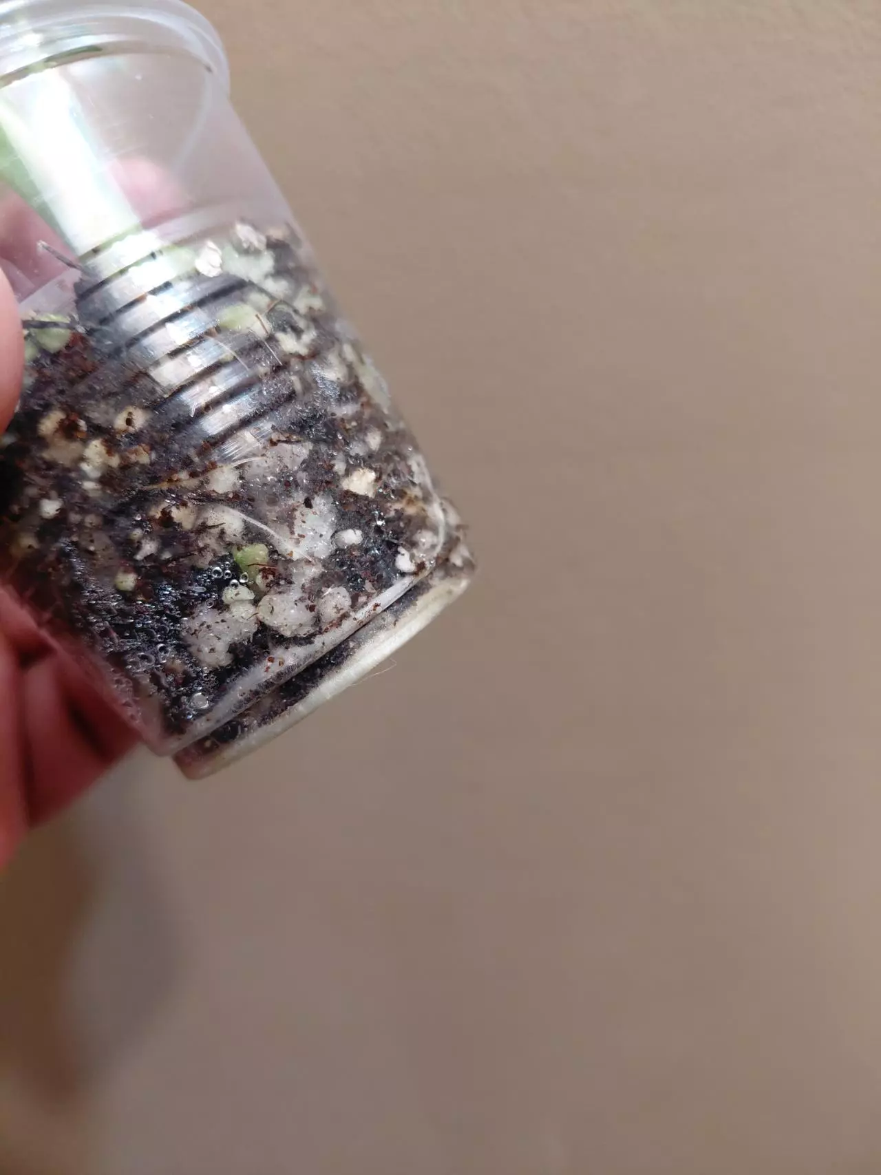 plant/Alocasia Culcullata Mint-2