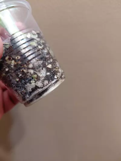 plant/Alocasia Culcullata Mint-2-thumbnail