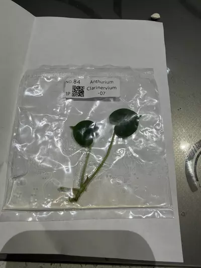 plant/Anthurium Clarinervium-0-thumbnail