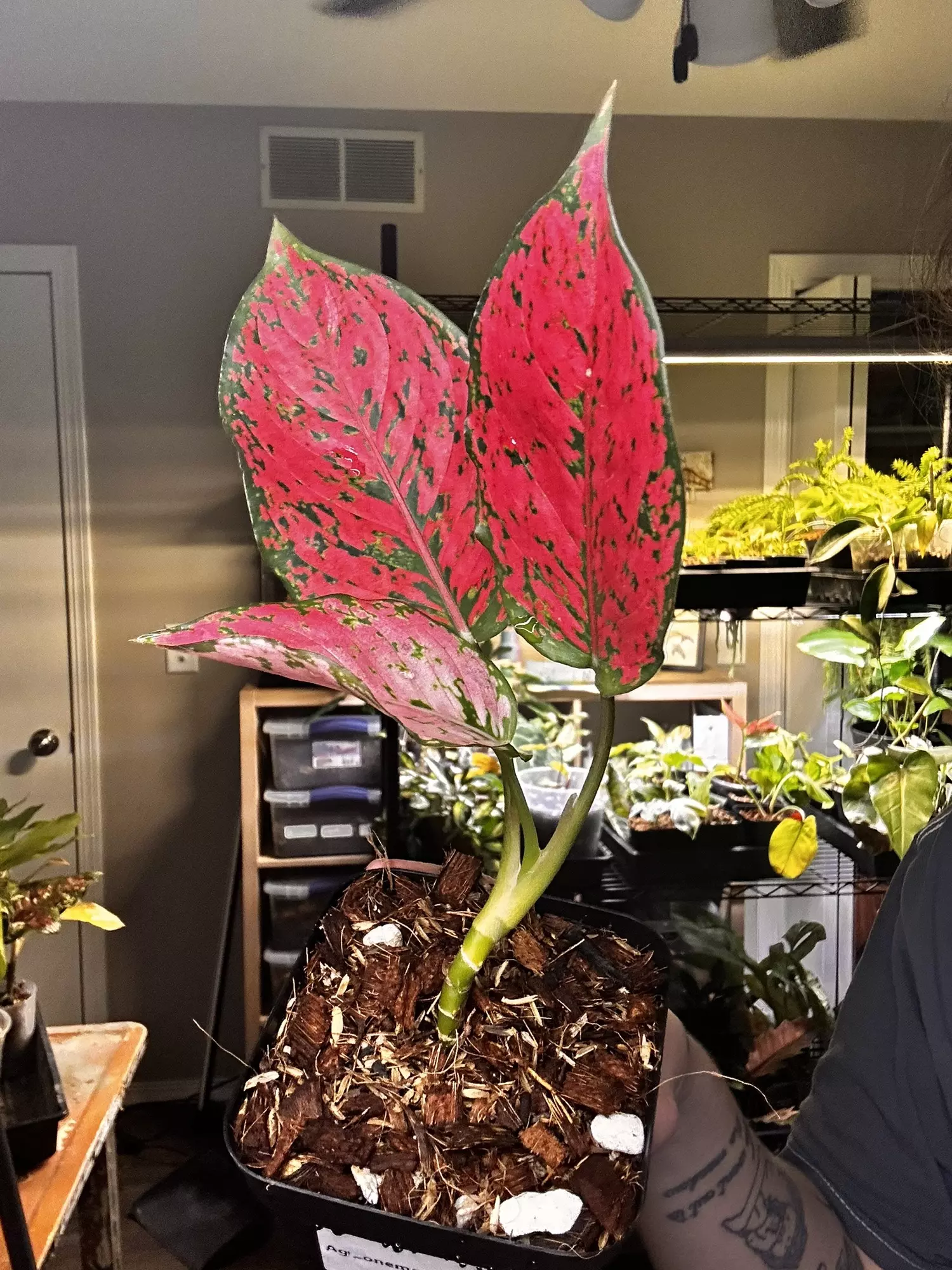 plant/Aglaonema Komkoon-1