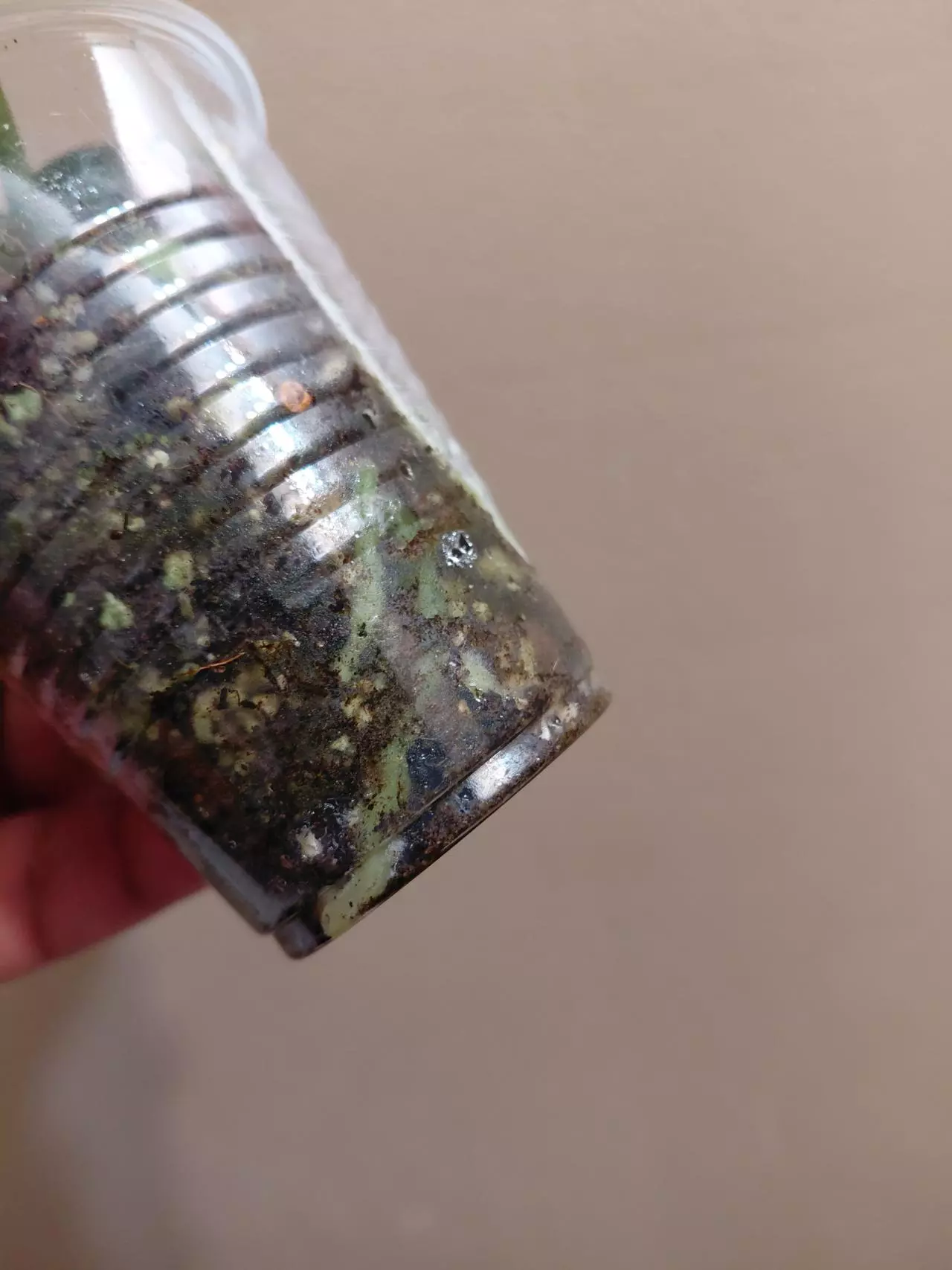 plant/Anthurium Silver Blush-3