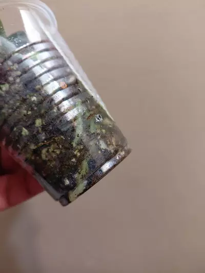 plant/Anthurium Silver Blush-3-thumbnail