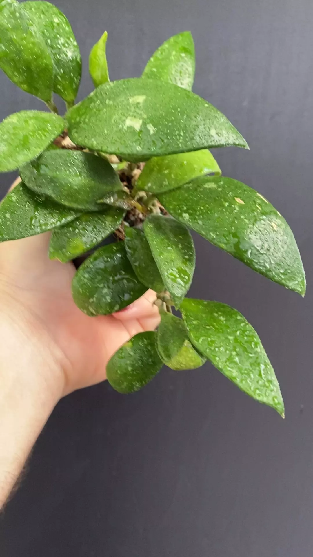 plant/Hoya micrantha EPC-368 (Big leaf clone)-0