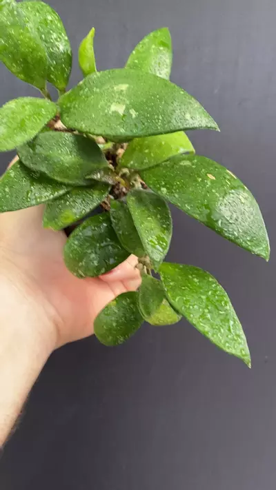 plant/Hoya micrantha EPC-368 (Big leaf clone)-0-thumbnail