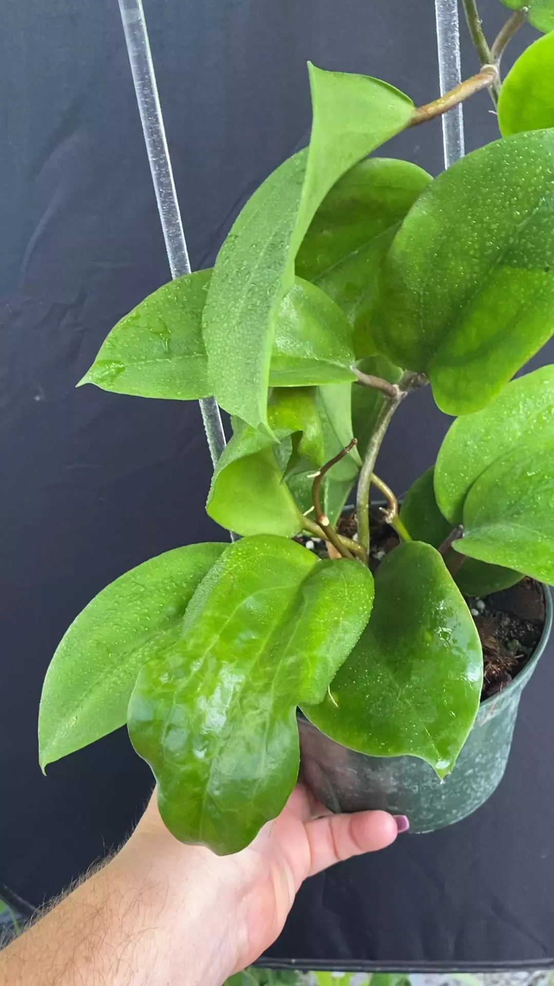 plant/Hoya surigaoensis IML 1693 EPC-897-0