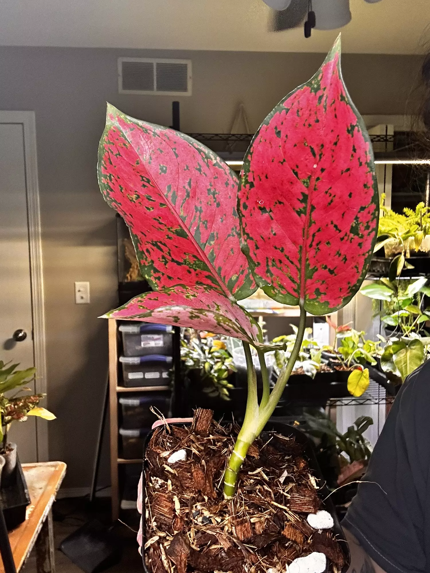 plant/Aglaonema Komkoon-0