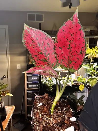 plant/Aglaonema Komkoon-0-thumbnail