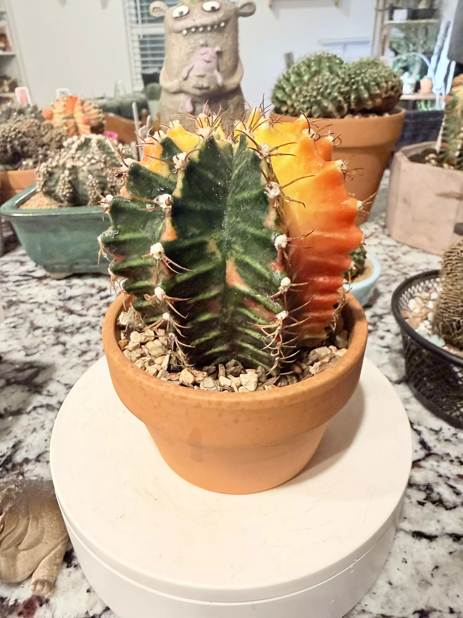 plant/0108 Stunning Gymno Tower-1