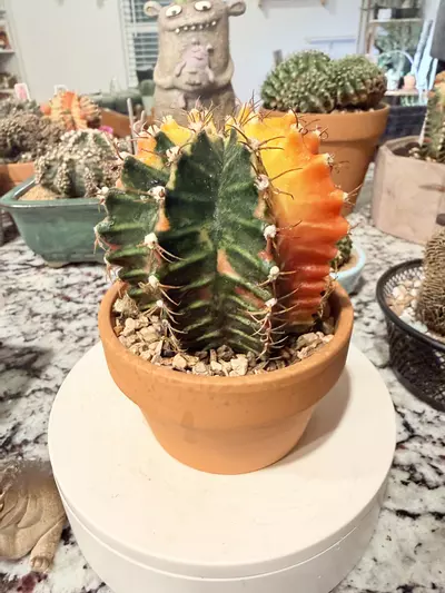 plant/0108 Stunning Gymno Tower-1-thumbnail