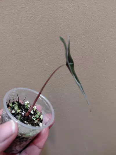 plant/Alocasia Nobilis Silver Pup-1-thumbnail