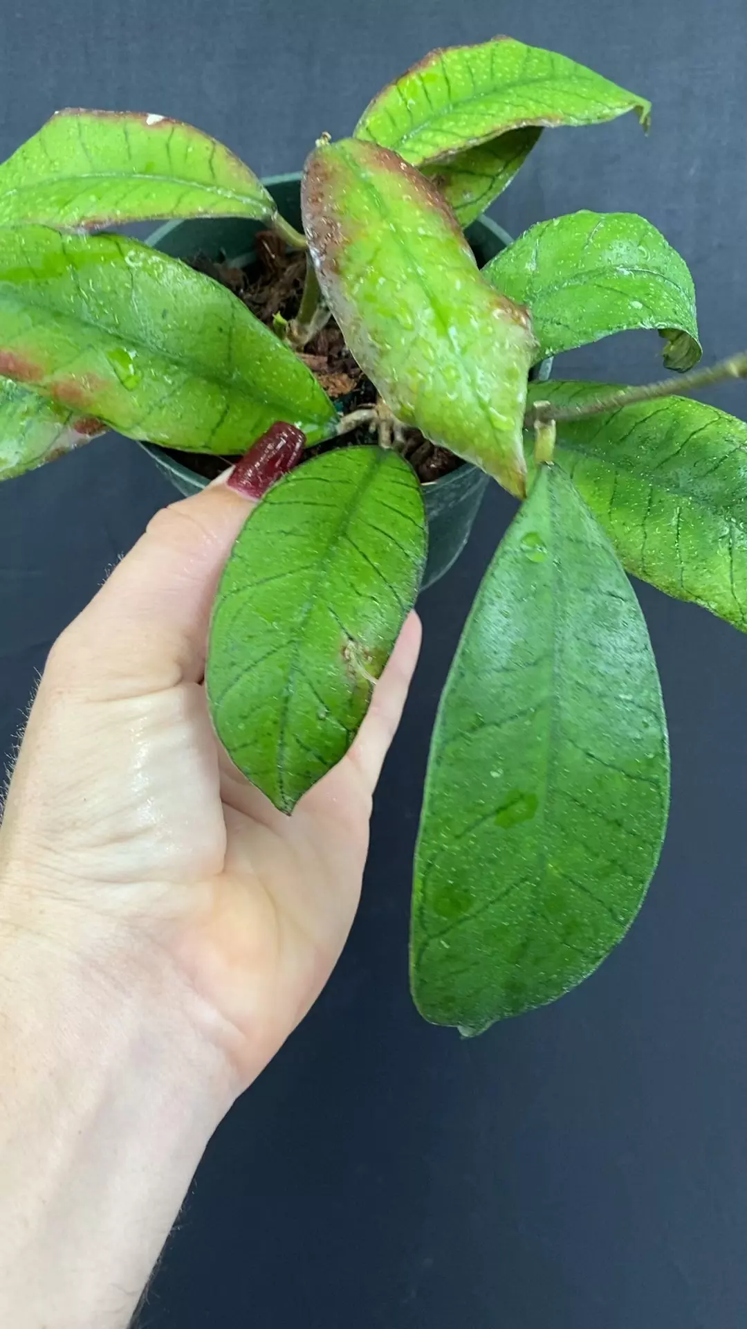 plant/Hoya sp Gunung Gading-0