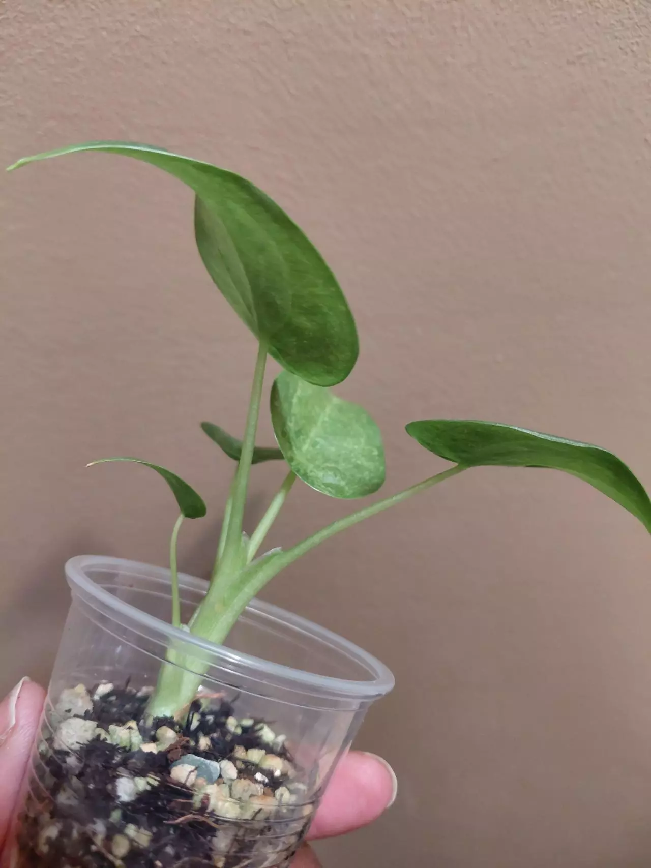 plant/Alocasia Culcullata Mint-1