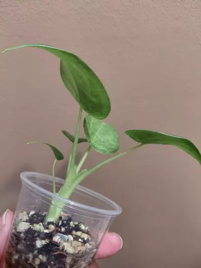 plant/Alocasia Culcullata Mint-1-thumbnail