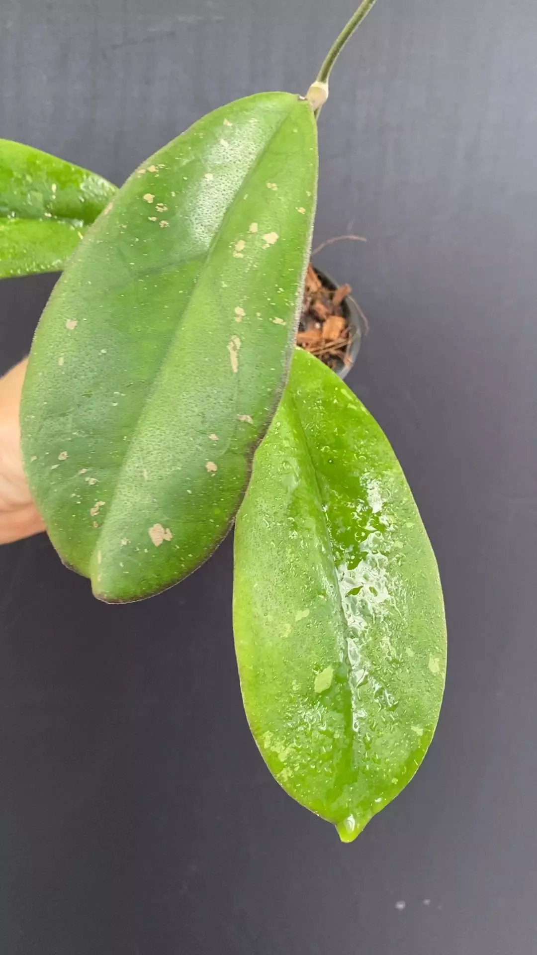 plant/Hoya leoensis (Hoya ‘Viola’ x Hoya fuscomarginata)-0