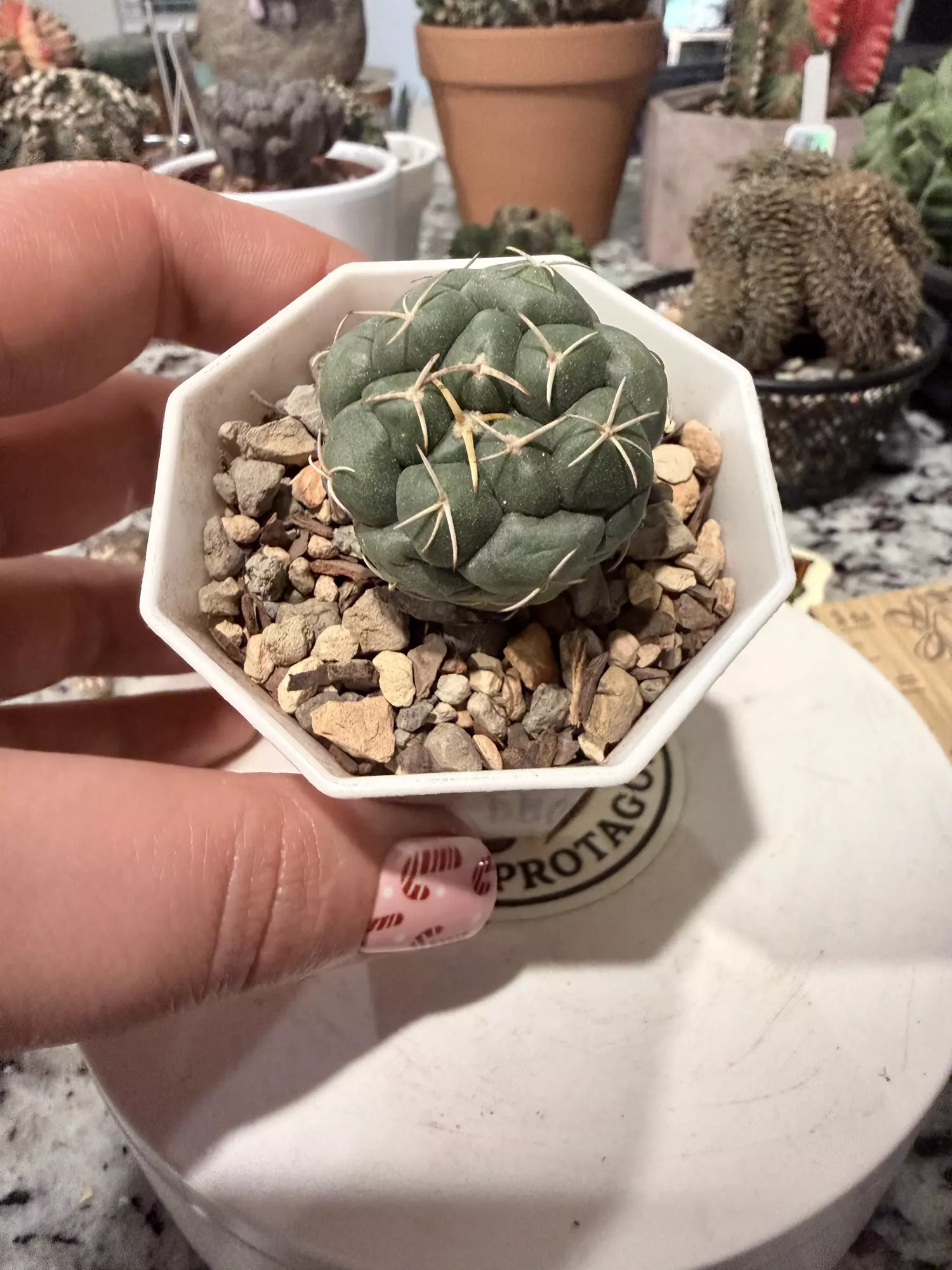 plant/0141 Coryphantha-0