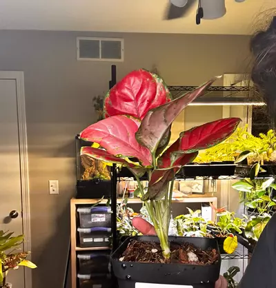 plant/Aglaonema Black Maroon-1-thumbnail