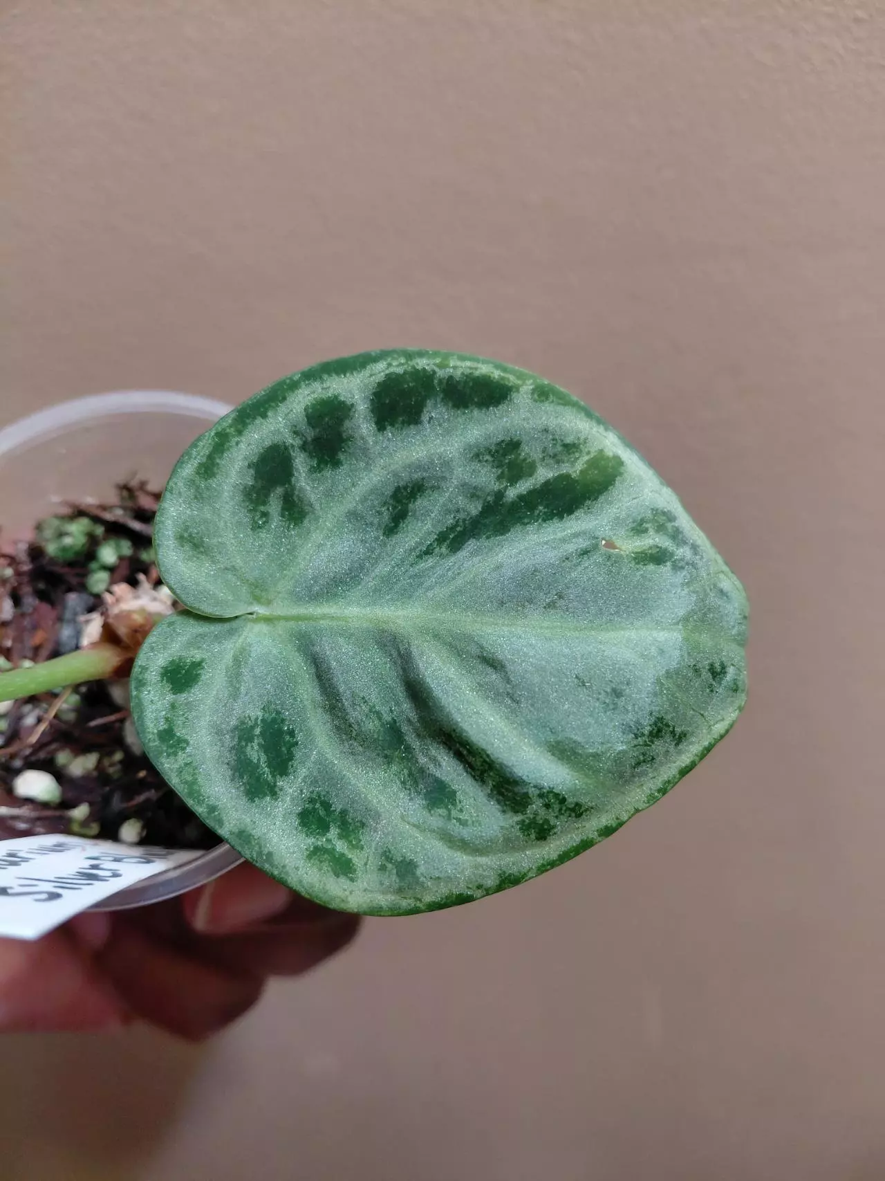 plant/Anthurium Silver Blush-1