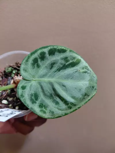 plant/Anthurium Silver Blush-1-thumbnail