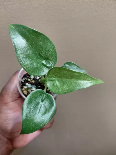 plant/Alocasia Culcullata Mint-0-thumbnail