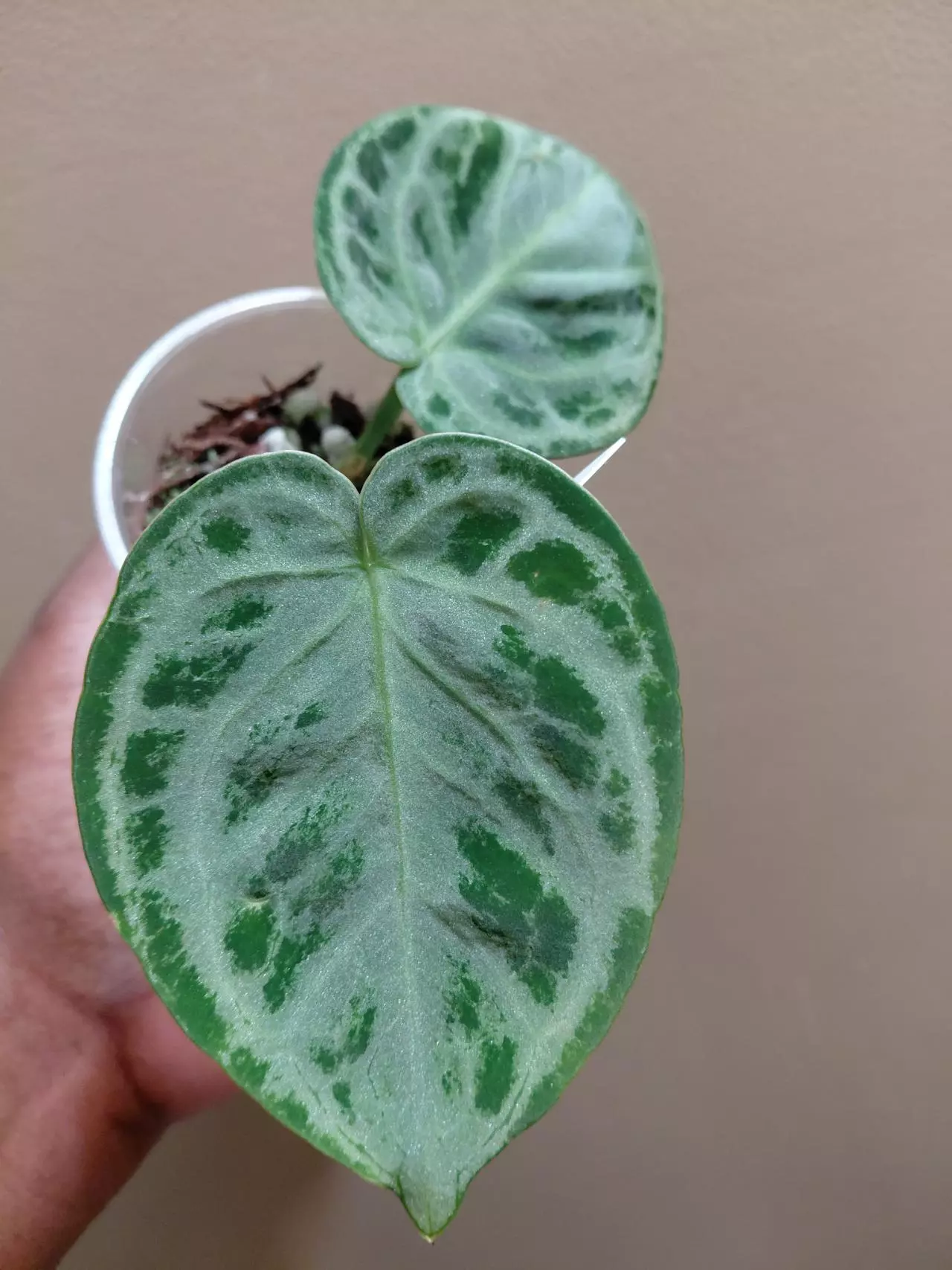 plant/Anthurium Silver Blush-0