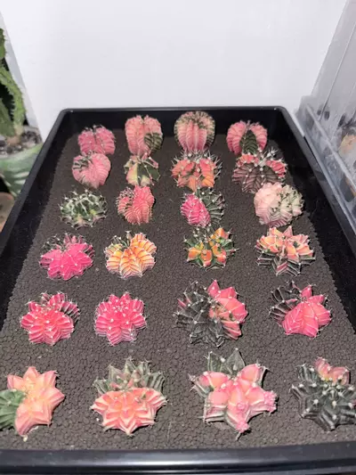 plant/SURPRISE ME! Seller’s Choice Variegated Gymnocalycium-1-thumbnail