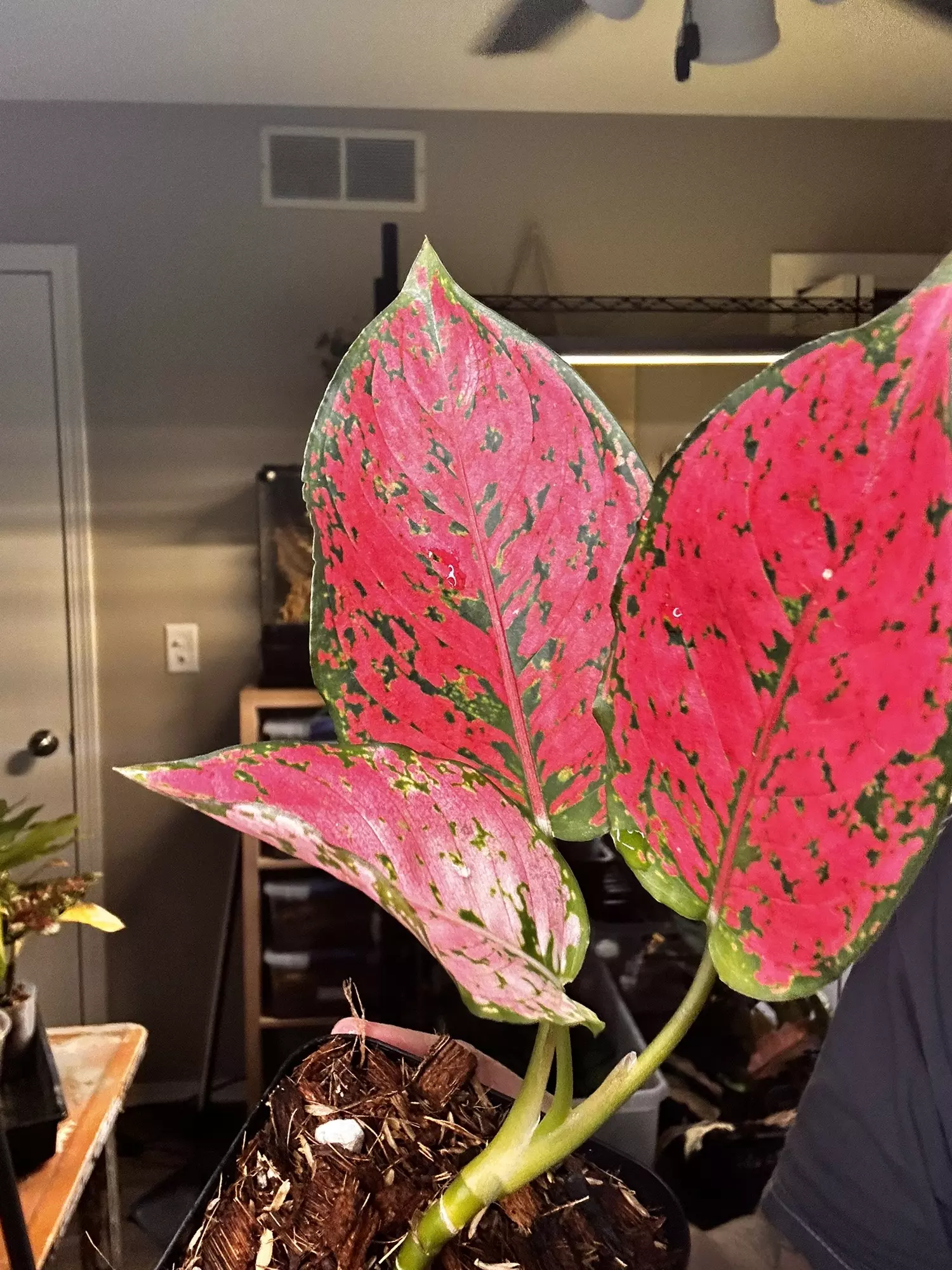 plant/Aglaonema Komkoon-2