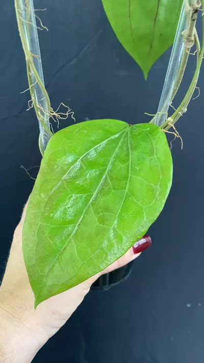 plant/Hoya glabra (Schlechter)-0-thumbnail