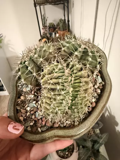 plant/Large Crested Gymnocalycium Cluster-2-thumbnail