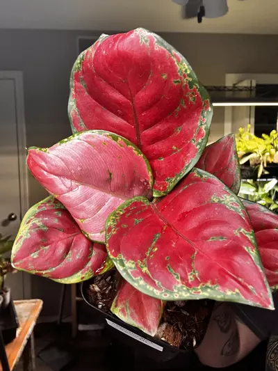 plant/Aglaonema Black Maroon-0-thumbnail