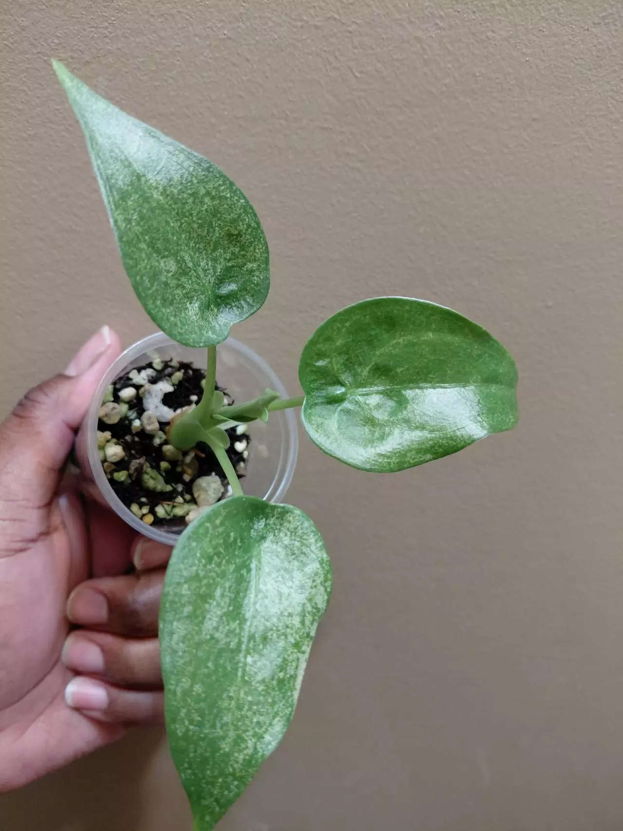 plant/Alocasia Culcullata Mint-0