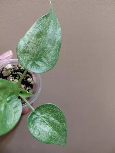 plant/Alocasia Culcullata Mint-2-thumbnail