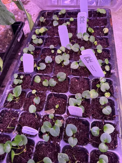 plant/🎅🏻New release Wuhoo First Nigtt x SKG grey bench-1-thumbnail