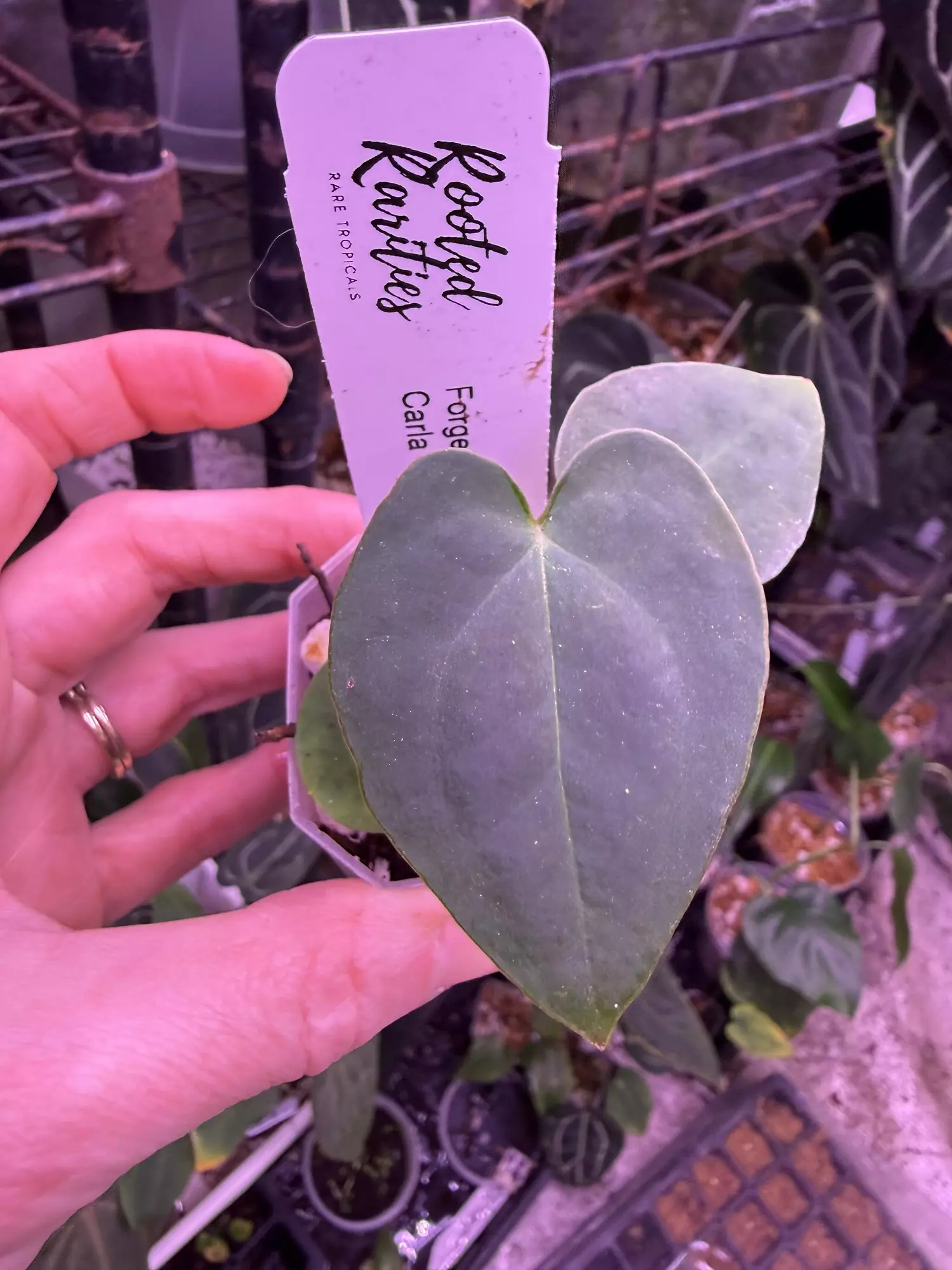 plant/Growers choice Forgetti x Pap Carla-0