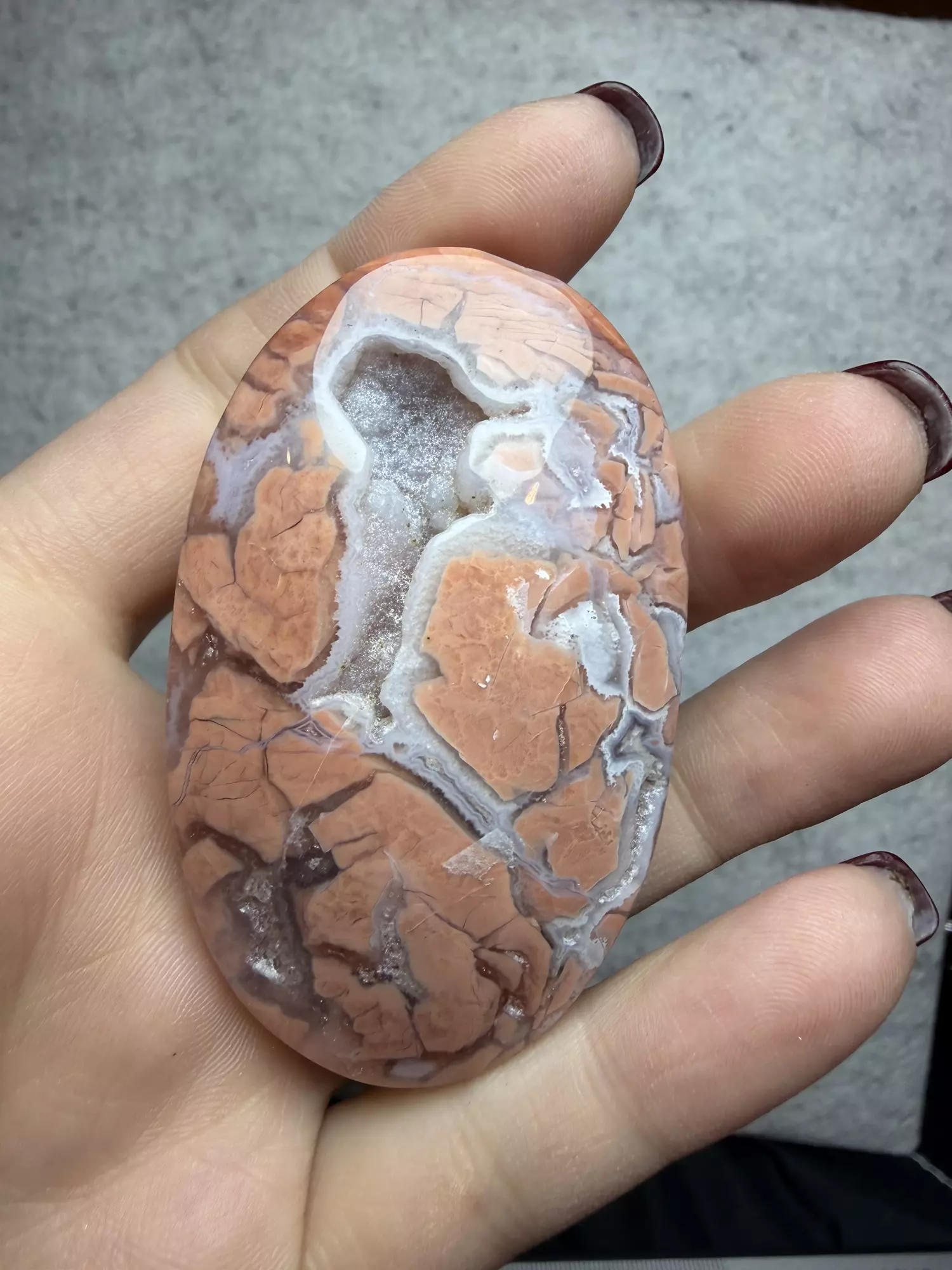 plant/cotton candy agate palm-0