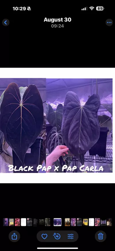 plant/Growers choice Black Pap x Pap Carla-0-thumbnail