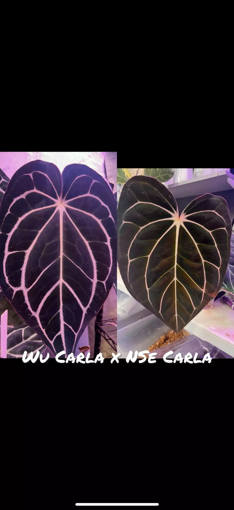 plant/Wu Carla x nse Carla-1
