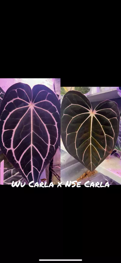 plant/Wu Carla x nse Carla-1-thumbnail