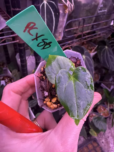 plant/Growers choice Pap Carla x Spider Besseae seedling-1-thumbnail