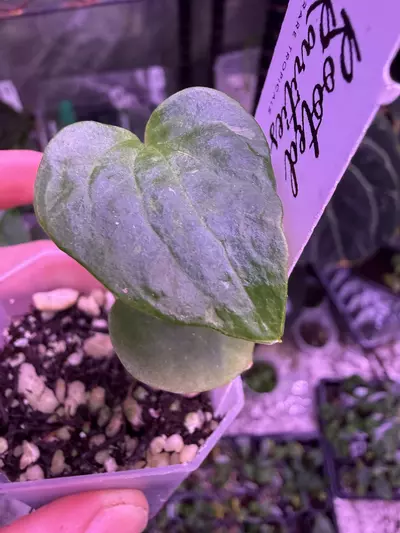 plant/FS self x pap 18 weirdo w some color-0-thumbnail