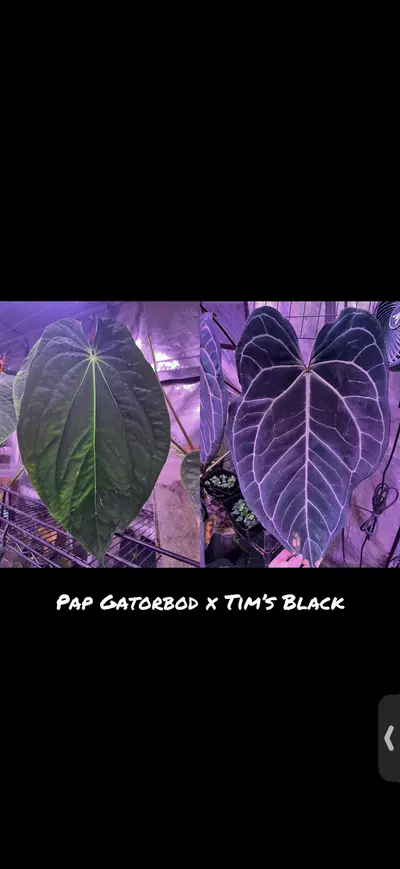 plant/Growers choice Pap Gatorbod x Tims black-1-thumbnail