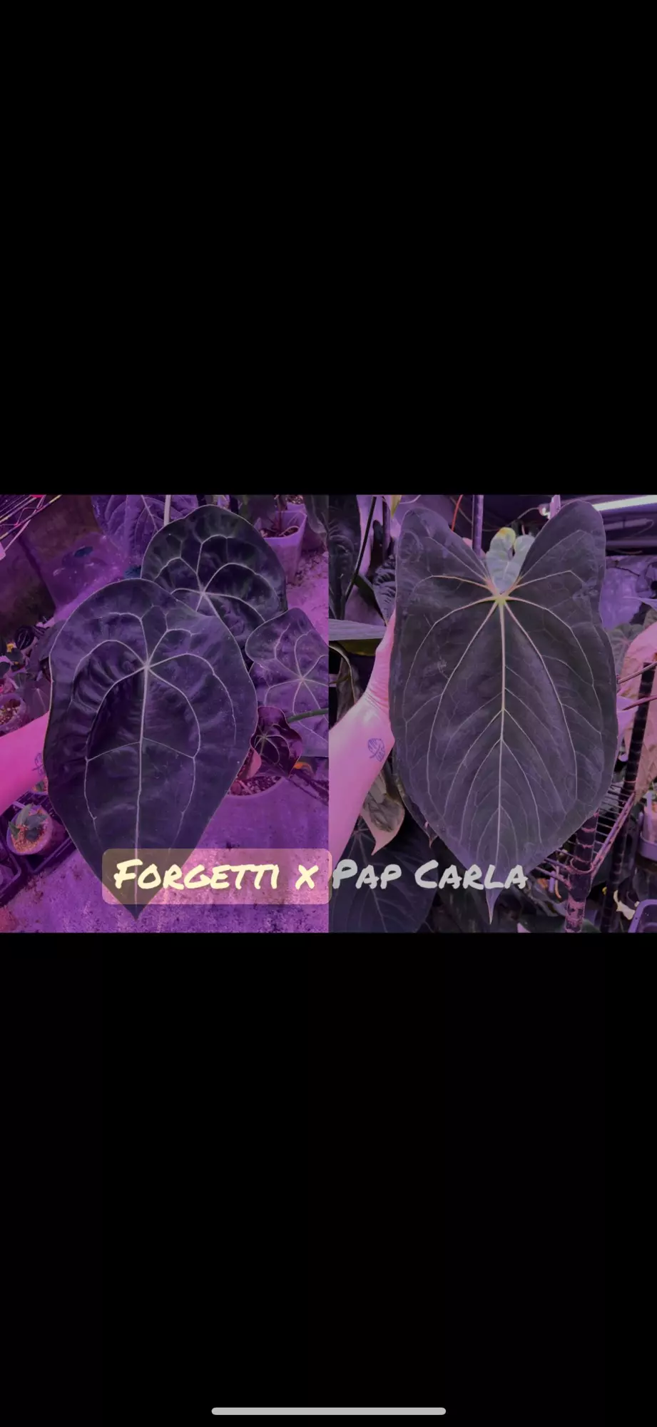 plant/Growers choice Forgetti x Pap Carla-1