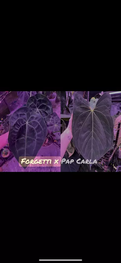 plant/Growers choice Forgetti x Pap Carla-1-thumbnail